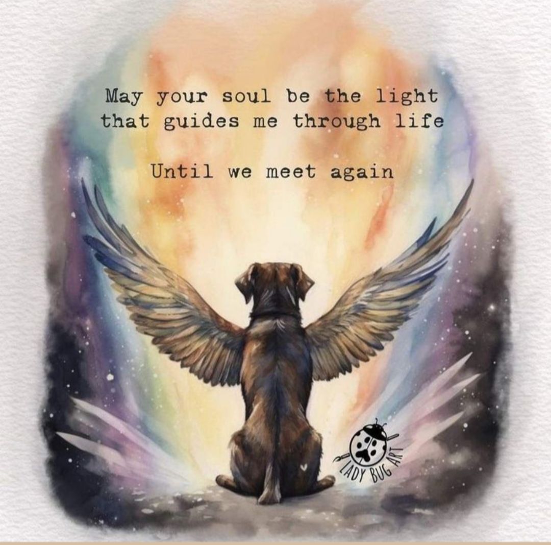KimTurn13719507's tweet photo. It breaks my heart to tell you that my beautiful Teaka gained her angel wings yesterday and crossed the rainbow ๐ bridge. I'm heartbroken ๐๐ญโค๏ธ#flyhighmyangel https://t.co/TzSfGlJ1jD