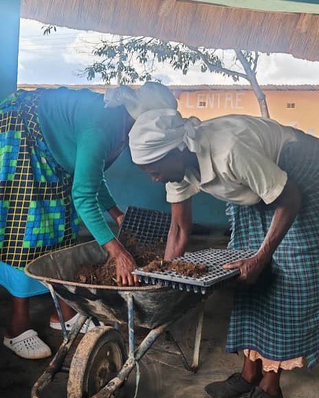 love_zimbabwe's tweet photo. 🌱Sowing Seeds of Hope!🌱
 Mothers at Chinamhora Community Centre planted over 6,000 seedlings this week. 

Symbols of resilience, growth &amp; hope for families. These will support schools &amp; communities!

Every seed planted is a step toward food security &amp; sustainable livelihoods! https://t.co/8hXTAfnKte