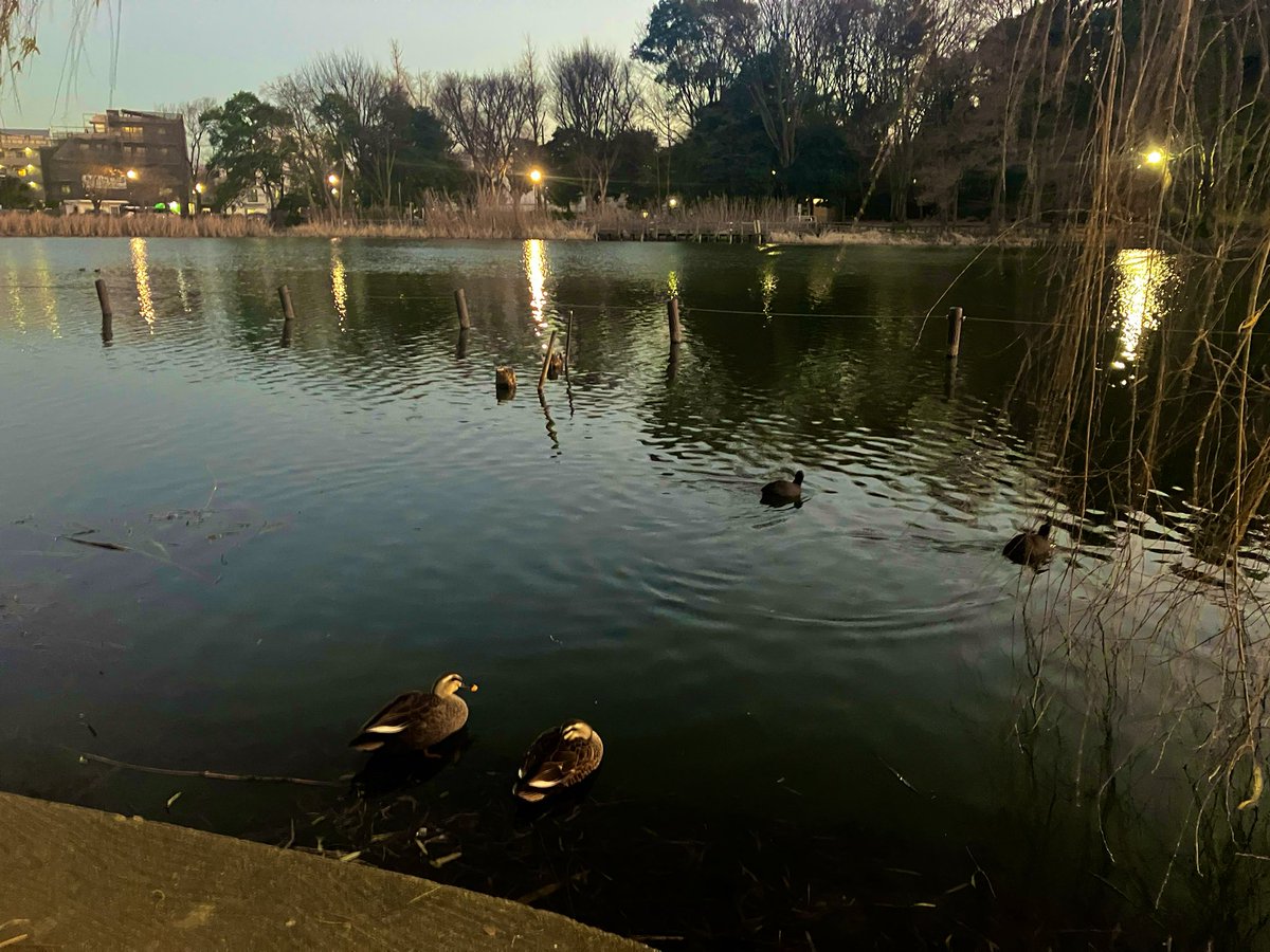 runforFUN483974's tweet photo. 久々の夕方ラン10.5km
池に映る夕焼けがなんかいい雰囲気🦆🌆✨ https://t.co/btzeXlozSt