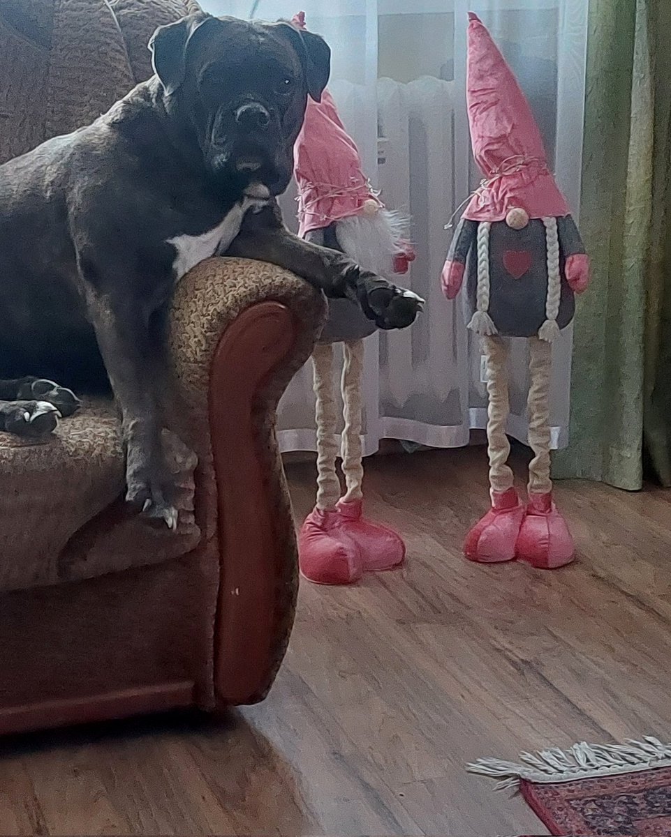 KlaraVeritas's tweet photo. a to dziś sobota? sofa zajęta?
😂
#Tosia🐾❤️
miłej soboty Wam życzymy😁☕️ https://t.co/fCG7wgJQoF