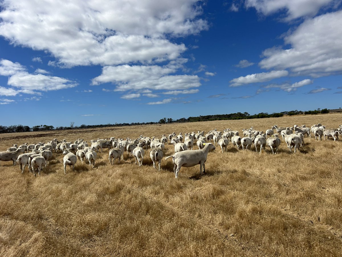 AI done for another year! Very happy with the Ultrawhite ewes joining again to HF++ rams and 18.8 PWT very excited to see the results.