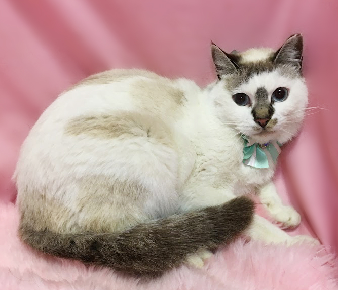 harukaneko2020's tweet photo. 山の子猫たち！ブルーアイのシャム『みぞれ』
♀　生後６ヶ月位　陰性
アイスブルーの瞳が綺麗✨️
コアラみたいな鼻の模様もチャームポイント。
https://t.co/TcffkM5IKR
#里親募集中 https://t.co/fsuncKHsyI