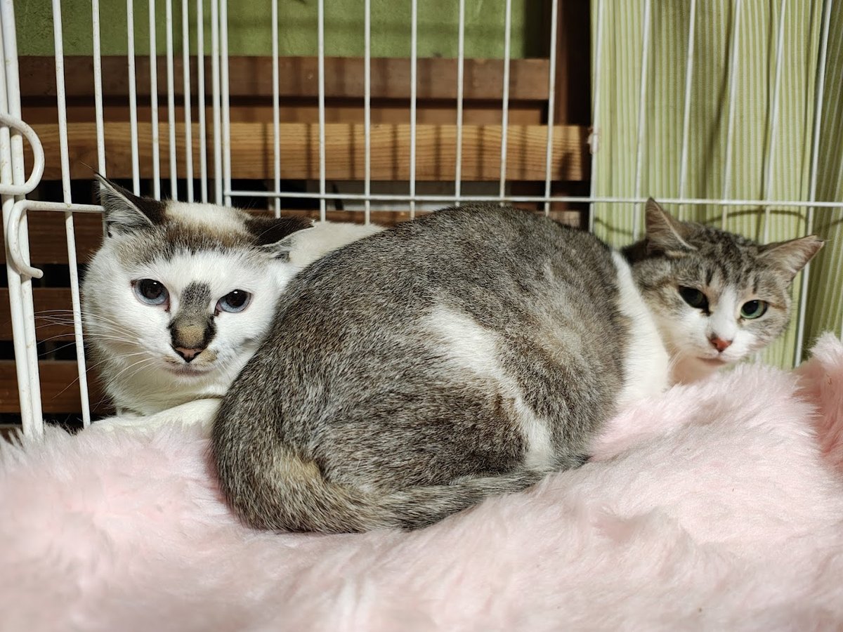 harukaneko2020's tweet photo. 山の子猫たち！ブルーアイのシャム『みぞれ』
♀　生後６ヶ月位　陰性
アイスブルーの瞳が綺麗✨️
コアラみたいな鼻の模様もチャームポイント。
https://t.co/TcffkM5IKR
#里親募集中 https://t.co/fsuncKHsyI