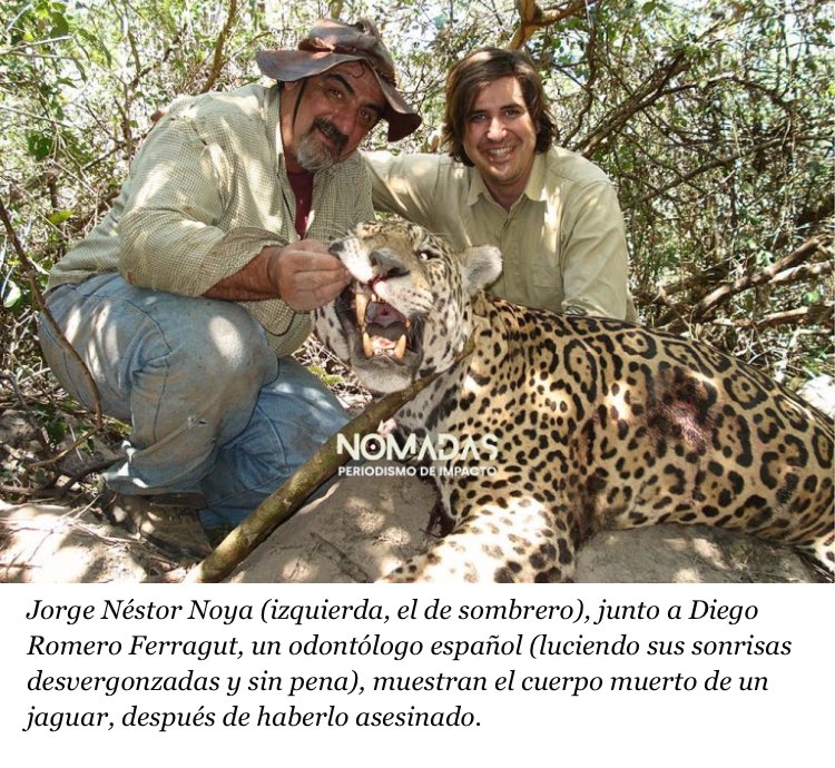 Red mafiosa de caza de animales ESTRICTAMENTE PROTEGIDOS en #Bolivia #Paraguay #Argentina #Brasil

En la foto, el cabecilla de la organización, Jorge Noya con el odontólogo español Diego Romero Ferragut: masquemedicos.com/dentista_madri… y un jaguar recién cazado. 

revistanomadas.com/mas-de-30-viaj…
