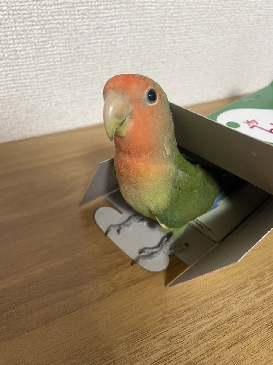 おちいぽん様やで。🐶 tweet media