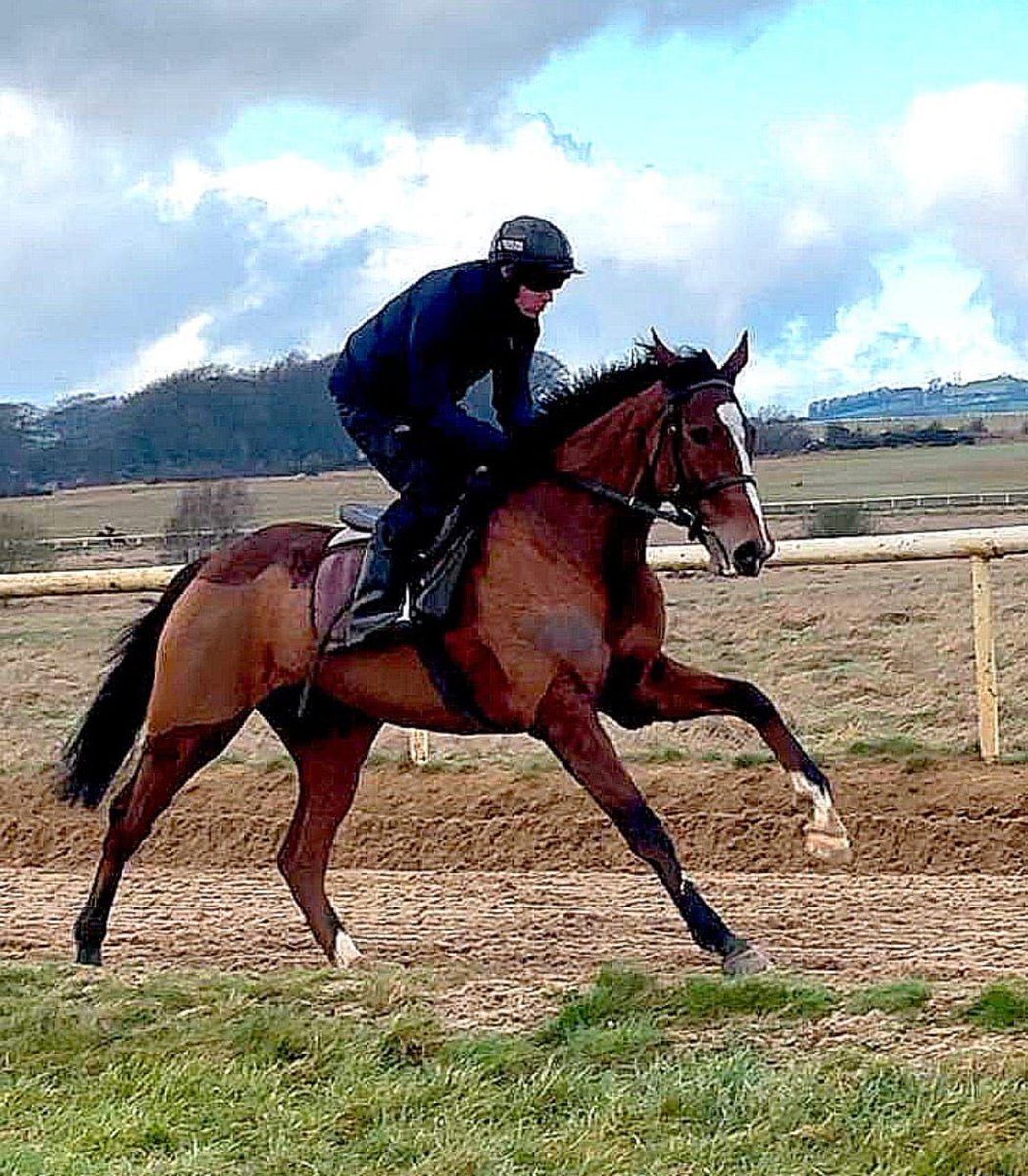 ClosuttonRacing's tweet photo. Maughreen has been declared for the @BetVictor Mares Maiden Hurdle @punchestownrace on Monday. @PTownend is up for @WillieMullinsNH and we wish them all the best. 🍀 

📸@jamesfent 

��🧡 https://t.co/pmsxoyfnr3