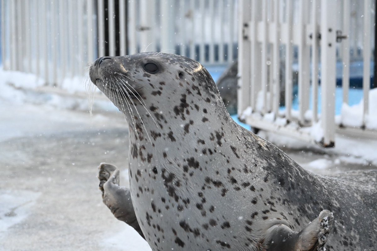 yomoyomoyomogi0's tweet image. ひーちゃんも雪まみれに🤣
今日は☁️で暗いので目が丸く
くりくりらしいです😳✨️

#紋別
#アザラシシーパラダイス
#ひよりちゃん
#ゴマフアザラシ