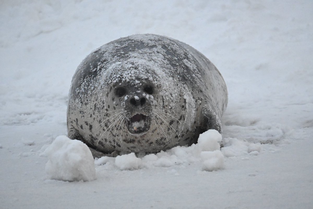 yomoyomoyomogi0's tweet image. ひーちゃんも雪まみれに🤣
今日は☁️で暗いので目が丸く
くりくりらしいです😳✨️

#紋別
#アザラシシーパラダイス
#ひよりちゃん
#ゴマフアザラシ