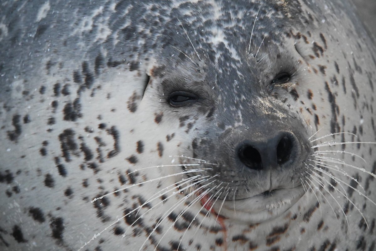 yomoyomoyomogi0's tweet image. ひーちゃんも雪まみれに🤣
今日は☁️で暗いので目が丸く
くりくりらしいです😳✨️

#紋別
#アザラシシーパラダイス
#ひよりちゃん
#ゴマフアザラシ