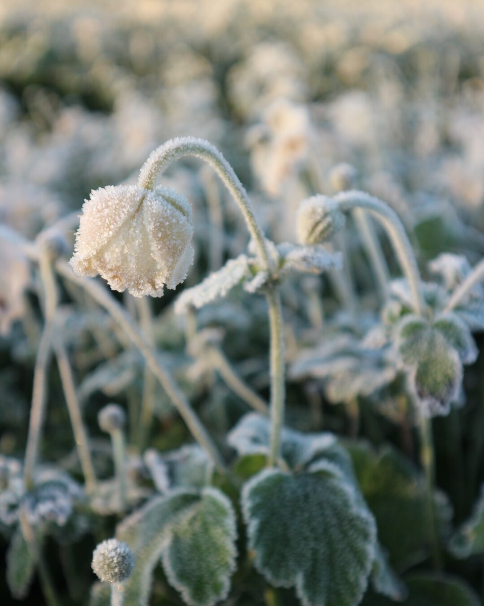 📸 Toon ons je wintervaste planten! Welke vaste planten geven jouw tuin kleur en leven in januari? Deel je foto's – we zijn benieuwd naar jouw winterse tuinpracht! im.nu/9SwupO 🌸❄️ #FotoChallenge #WinterGroen #VastePlantenInActie