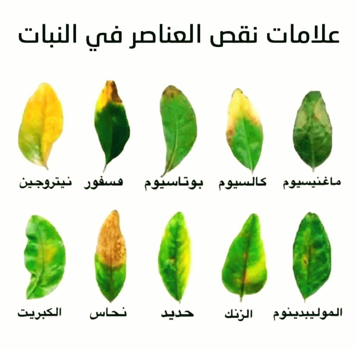 🍀طـــرق تشخيـص أعـراض نقـص العناصـر فى النبـات 🍀
 لكل عنصر تأثير معين أو مجموعة من التأثيرات على كل نبات . وعند غياب هذا العنصر أو إنخفاض نسبته عن الحد الحرج بيظهر على النبات علامات نقص العنصر وبتكون هذه الأعراض مميزة عن الأعراض التى يسببه .