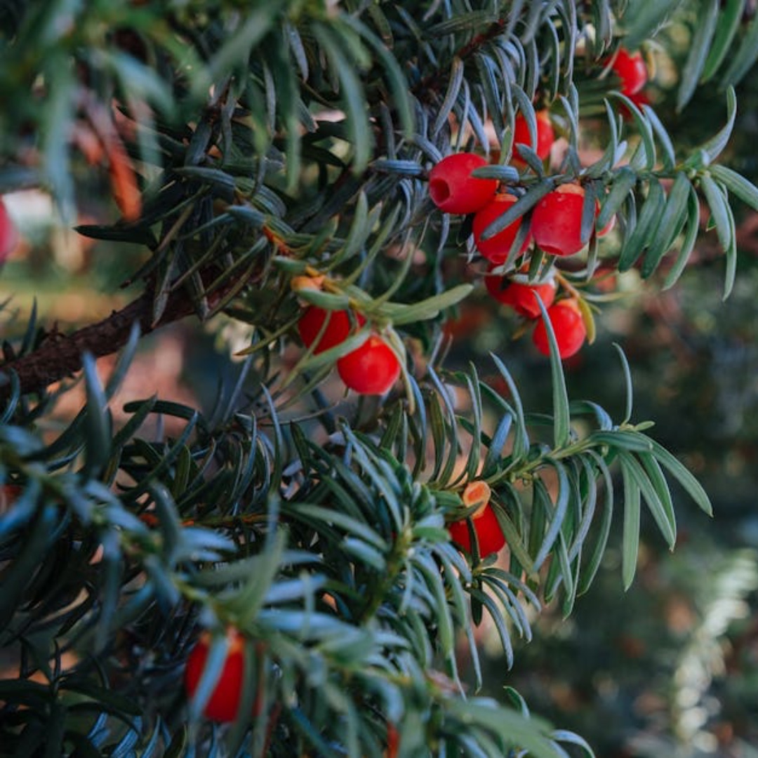 Winter Garden Plan ❄️☃️Plant Evergreens
What: Choose a selection of evergreen shrubs and trees, such as holly, yew, or ivy.
Why: They provide shelter for wildlife, offering a windbreak and protection against snow and freezing temperatures.