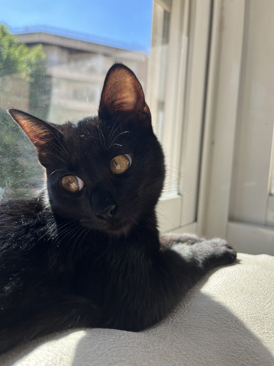 kdleog's tweet photo. hoy mi panterita cumple 1 año ❤️ https://t.co/g5fMMWmUBO