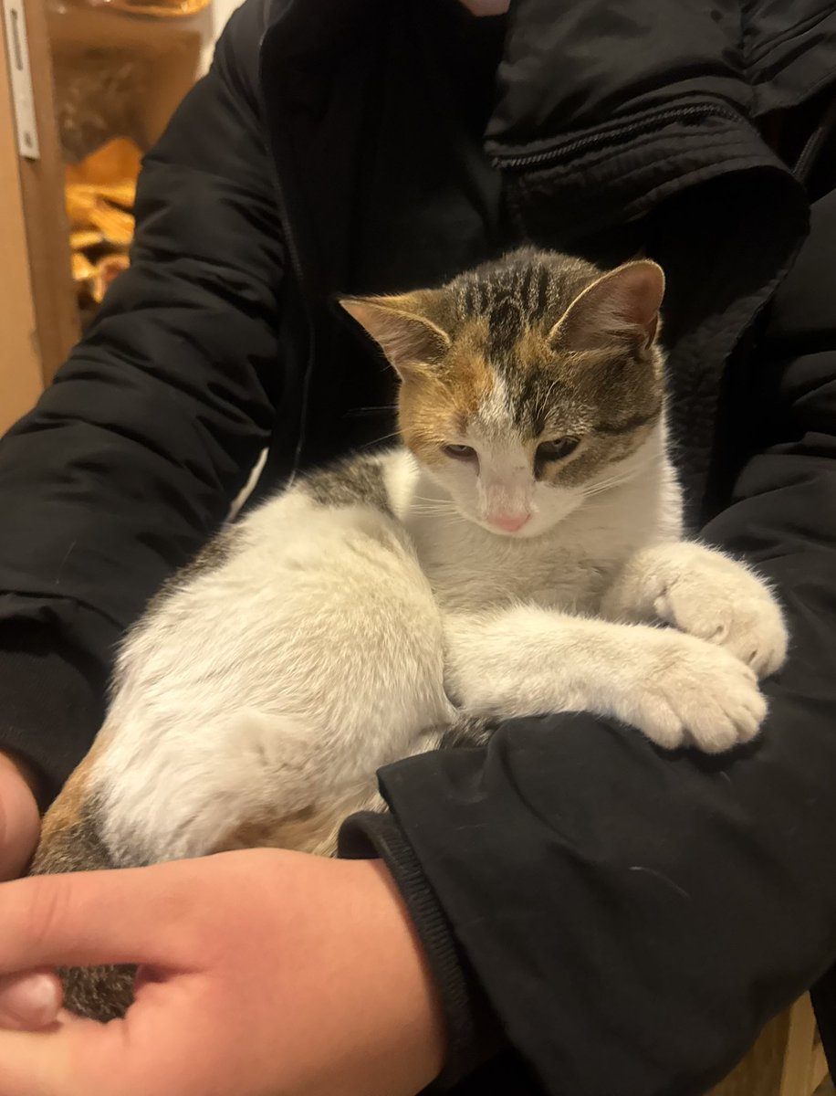 Merhaba bu güzel kıza yuva arıyorum. 1 yaşında bile değil. Bir gün iş yerimize geldi ve direkt kucağıma oturup masaja başladı. Çok cana yakın sevgi dolu pembik burunlu çok az yiyor soğuğa dayanamıyor. Mal sahipleri hayvanlardan nefret ediyor,yok etmeden bir yuva bulsak keşke