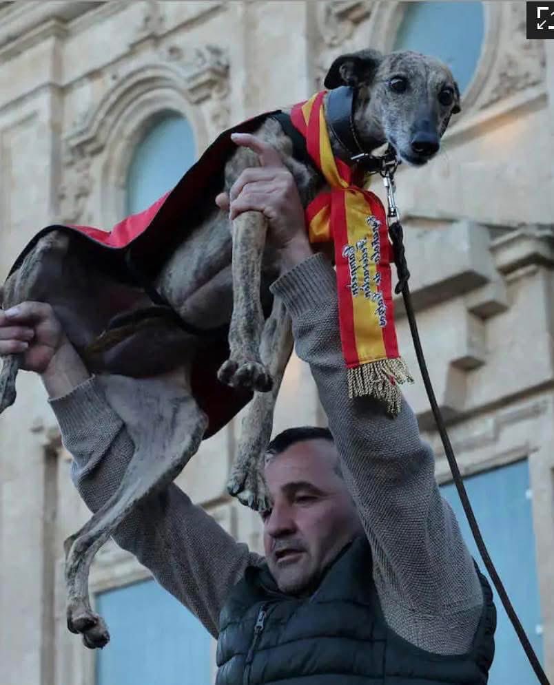 GalgosdelSol's tweet image. As hunting season comes to end the Galgueros will now get rid of, in their eyes, their unwanted tools. 
Today we have a van full arriving from Albacete. This could be anywhere between fifteen to twenty galgos. We are not sure yet how many there will be. 
It’s unlikely the…
