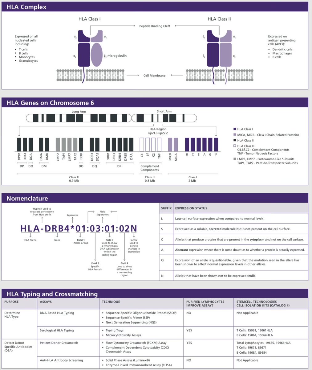 Let's learn hematology in 2025🩸

Day 25: human leukocyte antigen complex