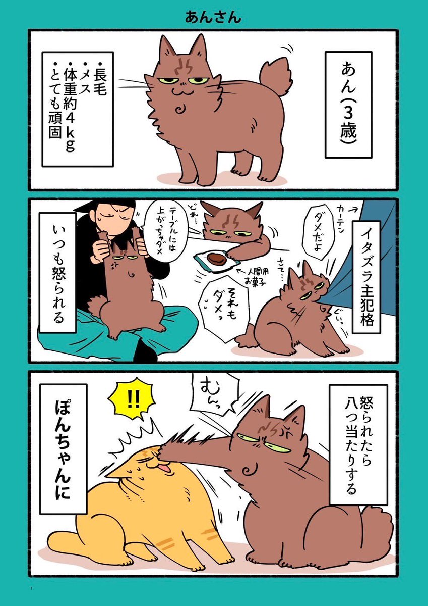 ギリ犬派の自分がひょんなことから猫を2匹も迎えることになりました あると便利な猫グッズをツリーなどで教えてくれると嬉しいです

#実録 #猫のあんとぽん #猫 #cat 