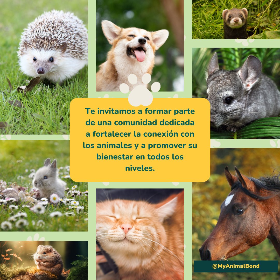 MyAnimalBond's tweet photo. 🌟 ¡Únete a nuestra comunidad!
Te invitamos a seguirnos y descubrir más sobre cómo fortalecer el vínculo con tus animales y cuidar de ellos como se merecen. 🐾✨
💬 Cuéntanos: ¿Qué te emociona más de esta conexión especial? 👇 https://t.co/9Q9mnD3Rm1