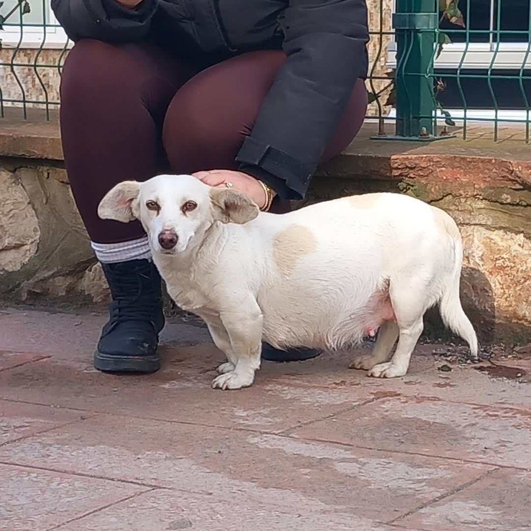 patiarkadas's tweet photo. Amasya Şeyhcui mahallesinde kaybı olan varmı? Hamile köpek 

İnstagram  @amasyahayvankoruma 

#SokakHayvanlarıSahipsizDeğil https://t.co/HyjJO5MUGe