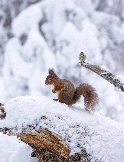 Оройн мэнд ✨

A forest in winter ❄️🌲🐿️🐦
#bird #birdphotography #野鳥写真
   (📷 Pinterest)