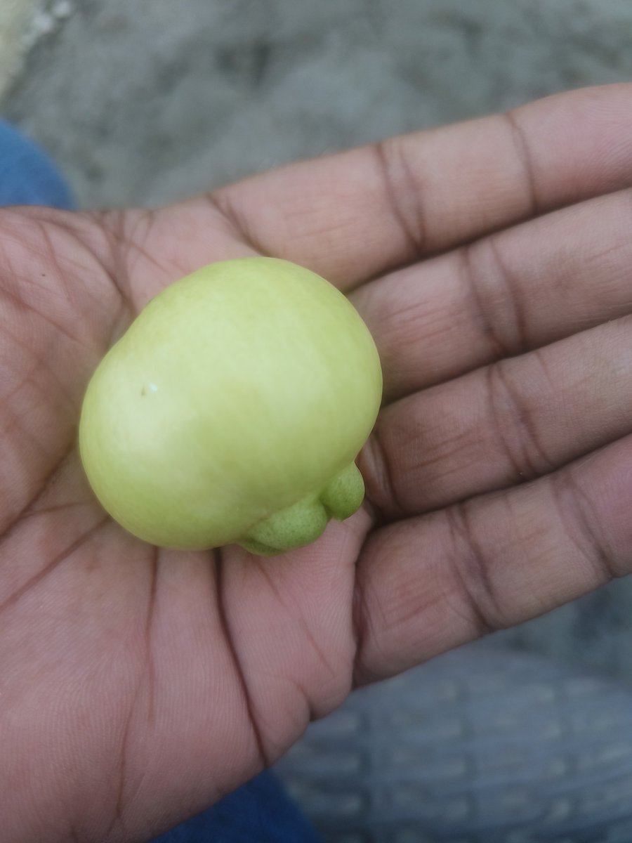 Rose apple, one my exotic fruit at <a href="/junglee_mirchi/">Junglee Mirchi</a>.
 It's a unique fruit with a crisp texture and a mildly sweet, floral flavor that does remind many of rose petals. The comparison to "sweet rose petals"