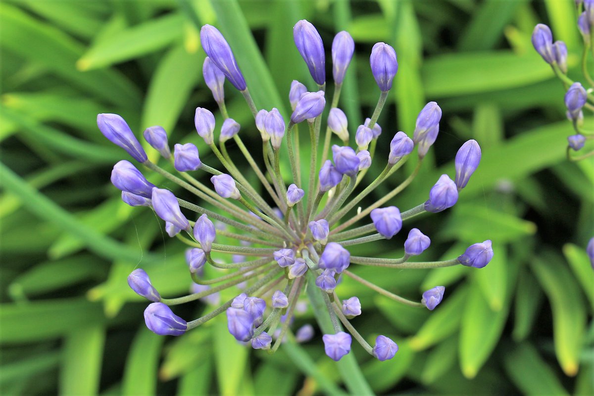 Bury Lane January 2025 Newsletter - mailchi.mp/burylanefarmsh…