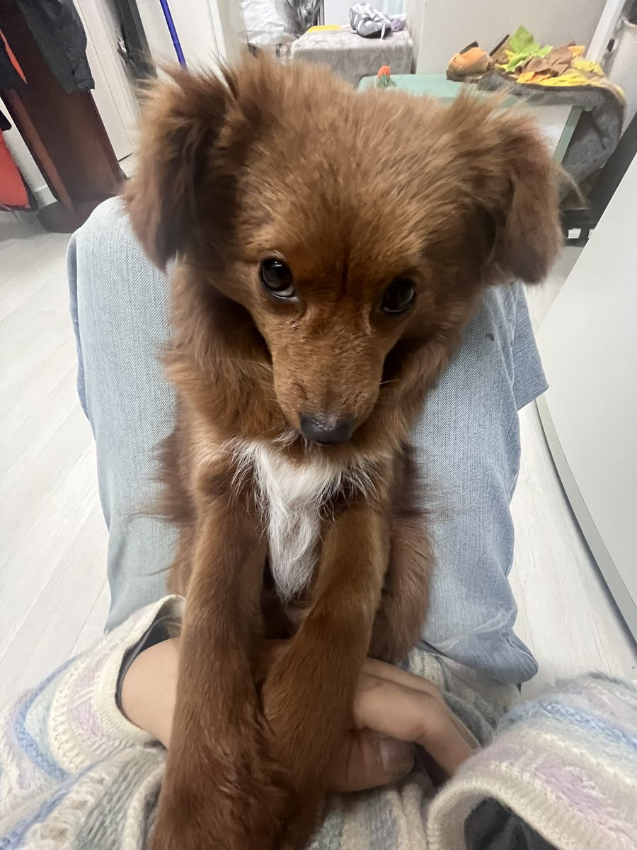 lovelang1009's tweet photo. 품 안에서 애교 부리다가 가끔 이러고 지긋이 쳐다보는데 무슨 생각을 하는지 궁금해 https://t.co/Xh7WjWuuMS