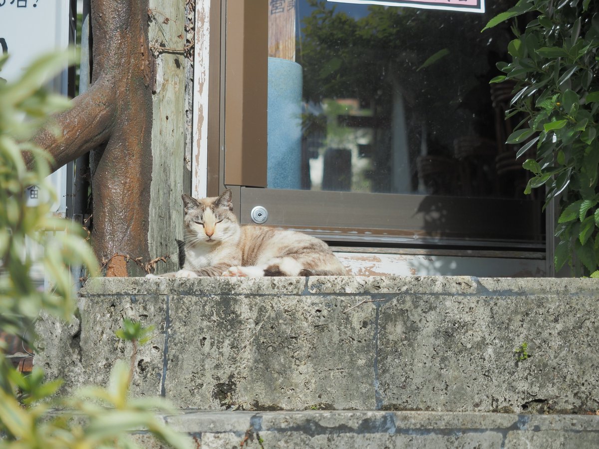 紫夜貓 (@flyccat) on Twitter photo 