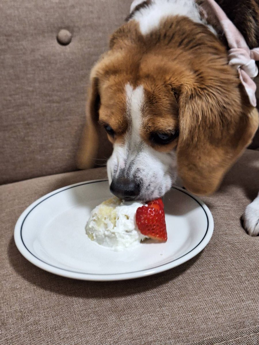 ベルちゃん、今日で5才になりました🎉
大きな病気も怪我もなくここまで過ごせたこと、本当に嬉しいです。
5才も楽しい一年にしようね！

🐶皆しゃん！5才のあたちもよろしくお願いします！