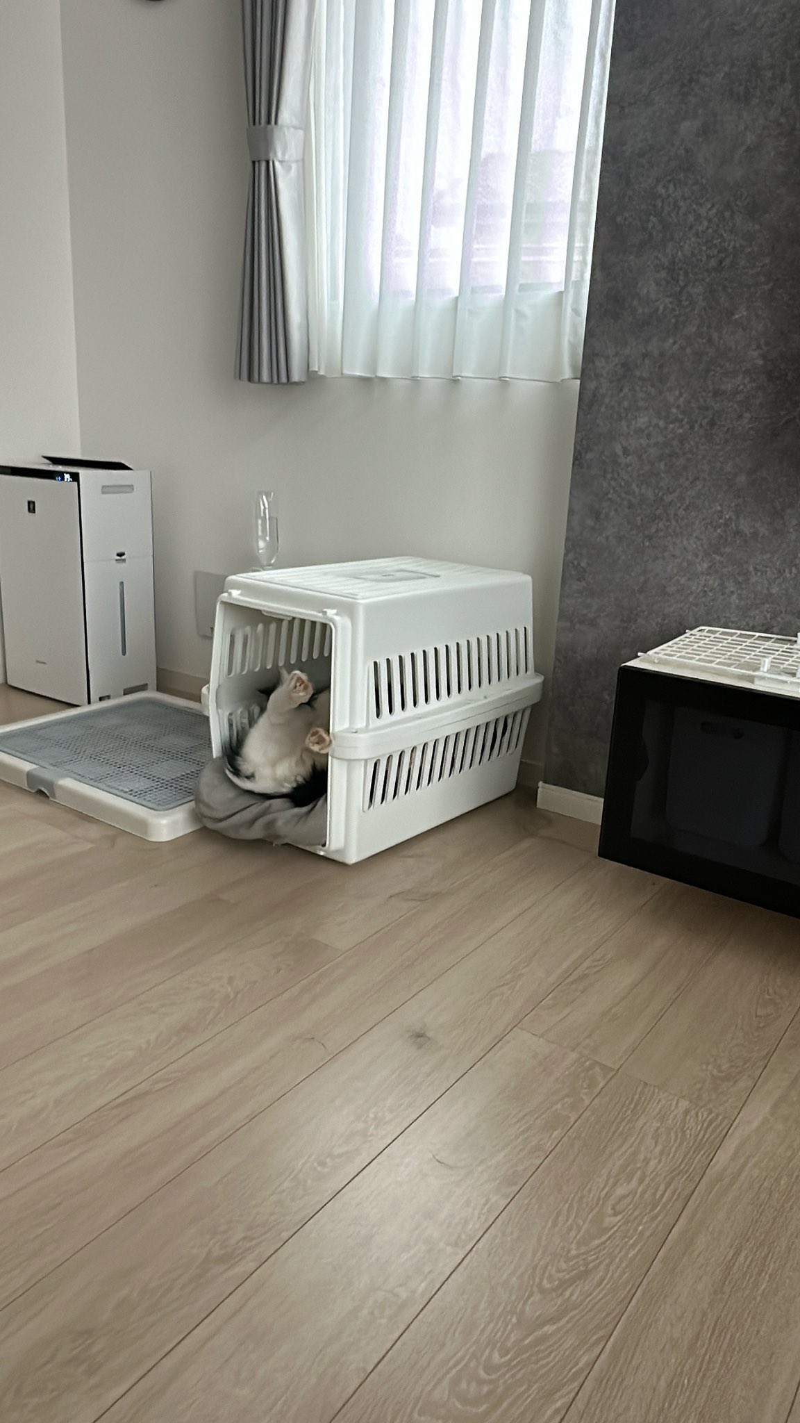 フレアー　ボーダーコリー ボーダーコリー - Search / X