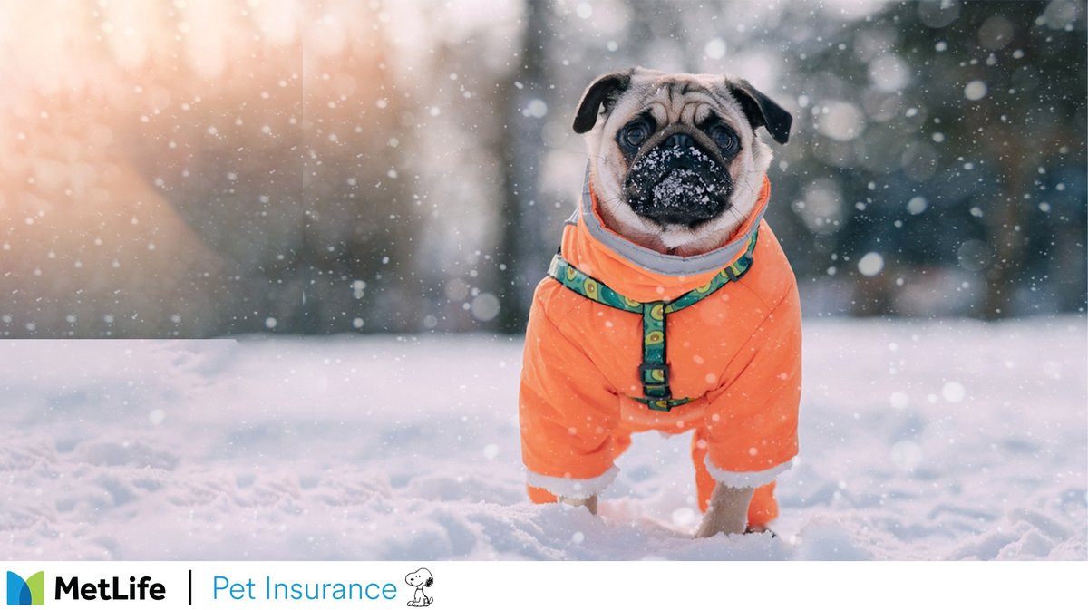 MetLife_Pet's tweet image. Did you know? Some dogs love the cold and the snow! Click below to read about some breeds that thrive in the winter weather.

hubs.ly/Q033Wz_F0

#lovemymetlifepet #petinsurance #coldweatherdogs #snowdogs #dogsoftheday #dogbreeds