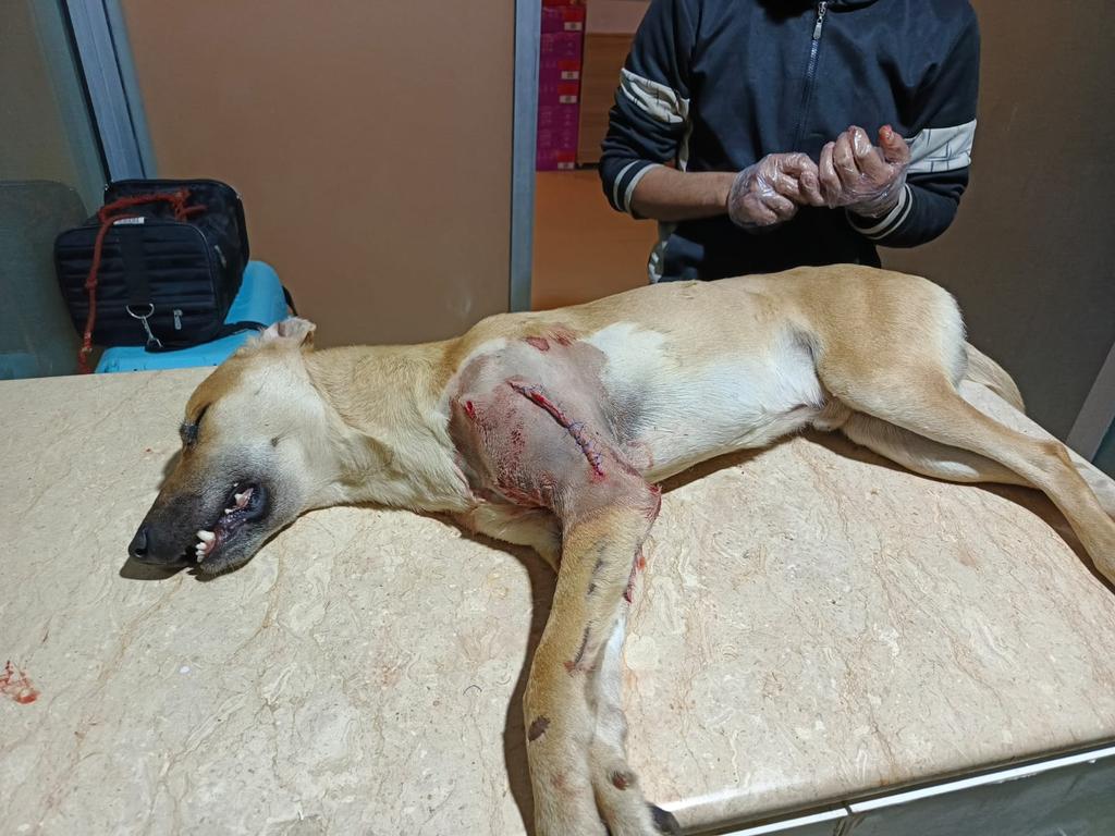 letssavewelfare's tweet photo. Scar has been operated successfully, and we need your prayers for his speedy recovery 🙏
Thanks  to everyone who sent help &amp; well wishes for him ❤️ https://t.co/QSELQLsJ9J