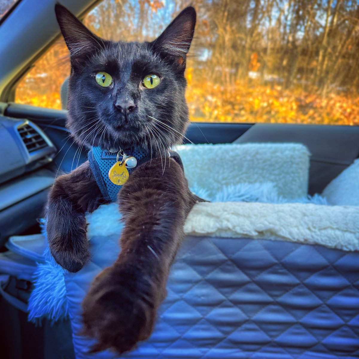 Let’s go for a #caturday drive 😸🐾🐾

#SaturdayMorning #cats #CatsOfTwitter #AdoptDontShop #CatsOnTwitter