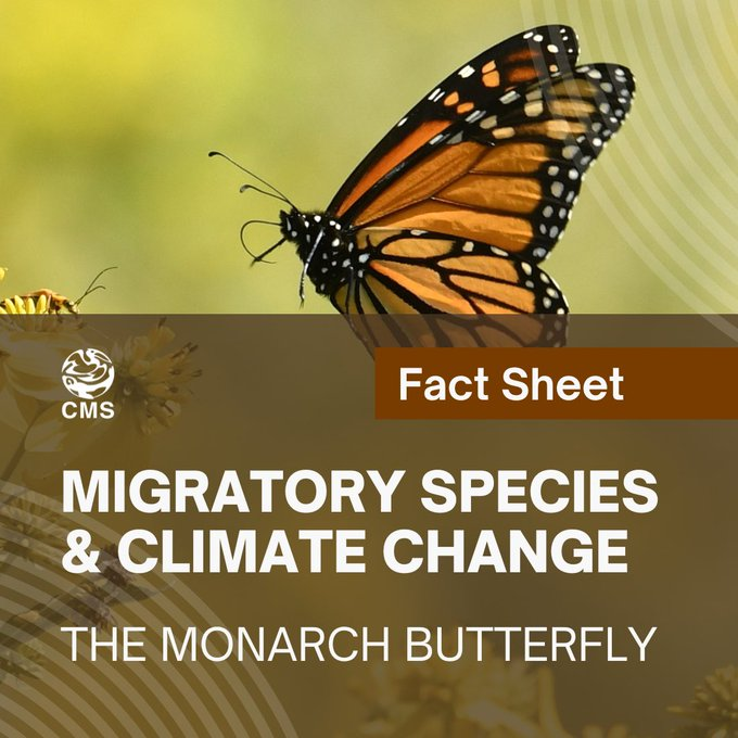 UN Biodiversity (@unbiodiversity) on Twitter photo #DYK monarch butterflies 🦋 are threatened by climate change?
Rising temperatures, extreme weather, and habitat loss disrupt their migration and survival.
Learn how #ClimateChange affects them and what we can do. 🤲
📖Fact sheet: cms.int/en/publication…
via <a href="/BonnConvention/">Convention on Migratory Species (CMS)</a> #DYK monarch butterflies 🦋 are threatened by climate change?
Rising temperatures, extreme weather, and habitat loss disrupt their migration and survival.
Learn how #ClimateChange affects them and what we can do. 🤲
📖Fact sheet: cms.int/en/publication…
via <a href="/BonnConvention/">Convention on Migratory Species (CMS)</a>