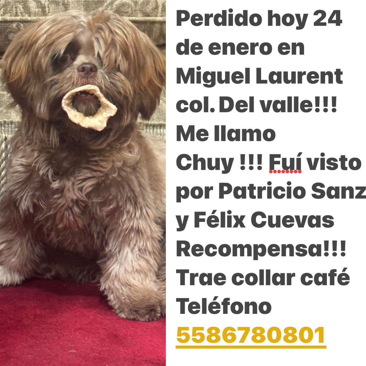 FundacionToby's tweet photo. Nos ayudarían a difundir a Chuy?
Su familia aún no lo encuentra 🥺 https://t.co/4pWFZOZR5U