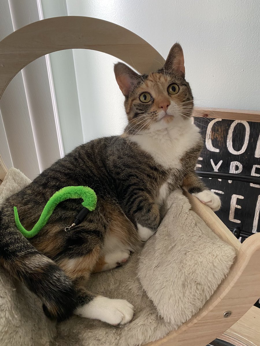 PennytheCate's tweet photo. who up playing with.   They worm https://t.co/Wspp8bJcSf