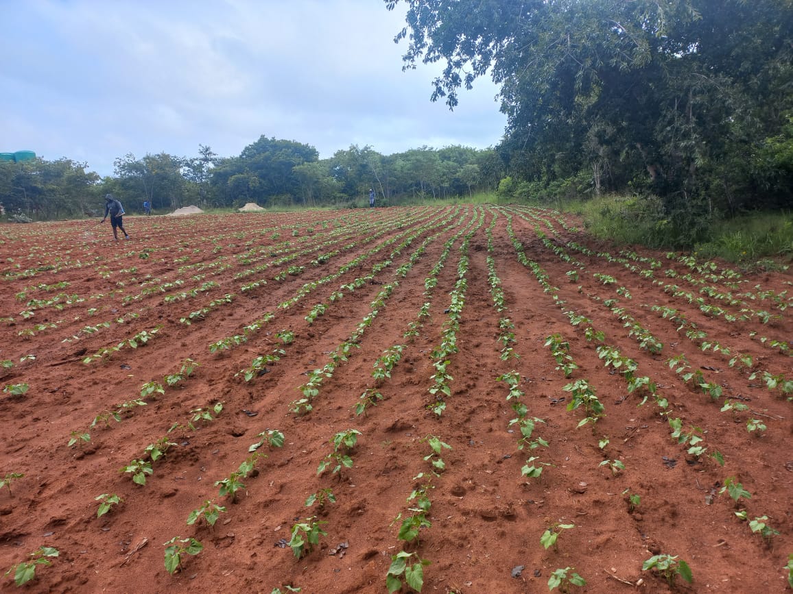 ForwardMakasi1's tweet photo. Dear Farmers,
Let's grow sugarbeans! 
This crop was established 2 weeks ago in Marondera at Mr Garayi's field. The crop is healthy &amp; promising, isn't it? They made their 3rd application of DIAZINON to control the Stem Maggots today. We guided them through! 
#FarmersFirstChoice https://t.co/RXSiIhDz99