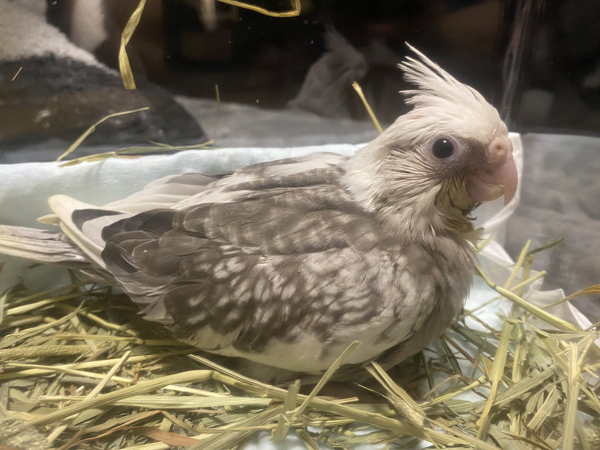 kenzzzd4fun's tweet photo. オカメインコお迎えした🦜 https://t.co/KcynnWn6yy