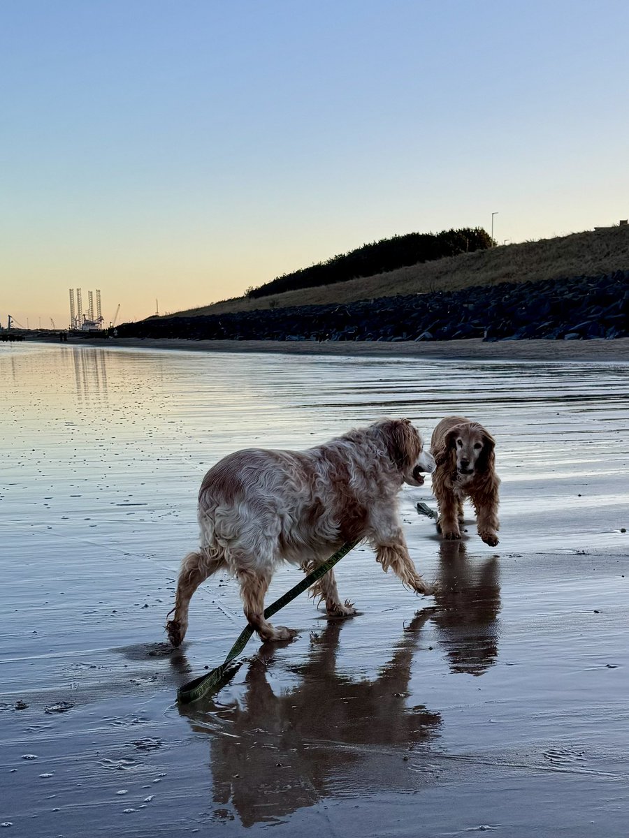 SpanielsSuper's tweet image. Fancy meeting you here #HowDoYouDo