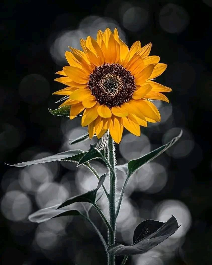 WICKED_Queen12's tweet photo. Good morning loves ❣️Be safe, kind, grateful, thankful and blessed. Be a blessing to all those around you. If nobody told you this morning that they love you. I LOVE YOU 💕❤️ Let’s go have a wicked day on purpose pumpkins 🎃💋💋 https://t.co/5K6hkUzUQy