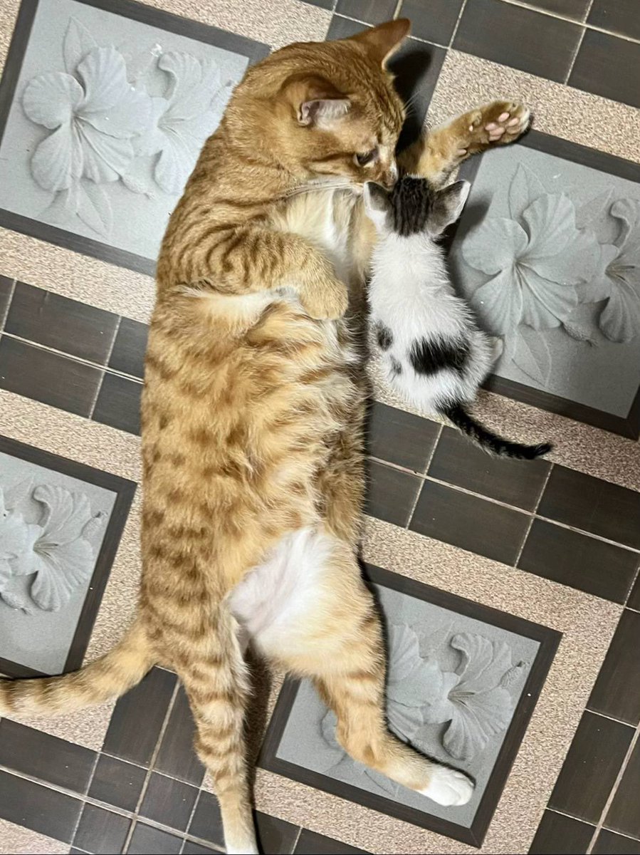 NoCatsNoLife_m's tweet photo. https://t.co/d3ATjjruun