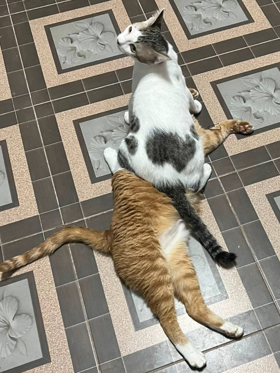 NoCatsNoLife_m's tweet photo. https://t.co/d3ATjjruun