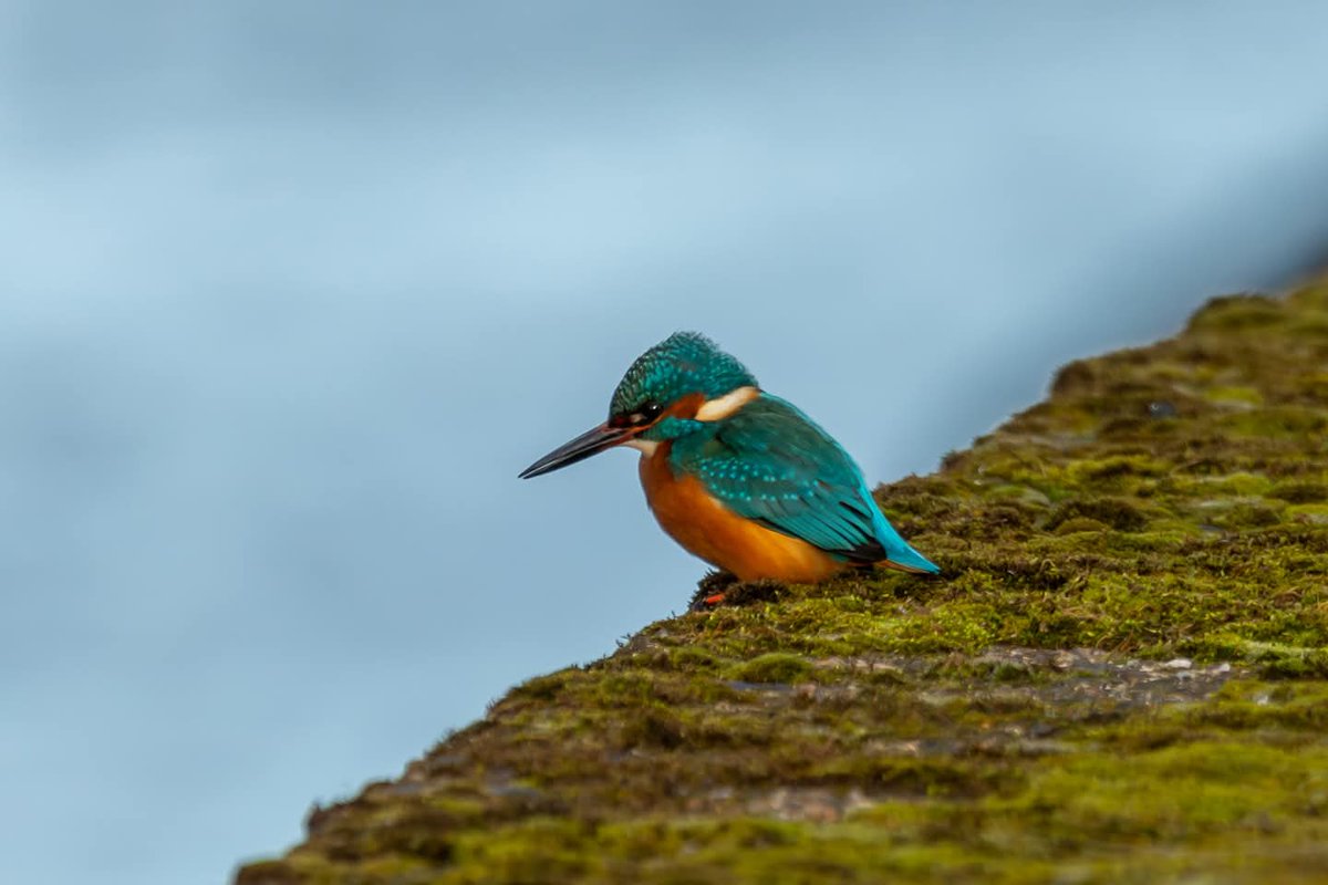 Mark Scott tweet media