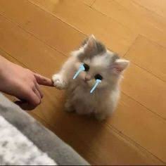 ต๋าจู . _ . tweet media