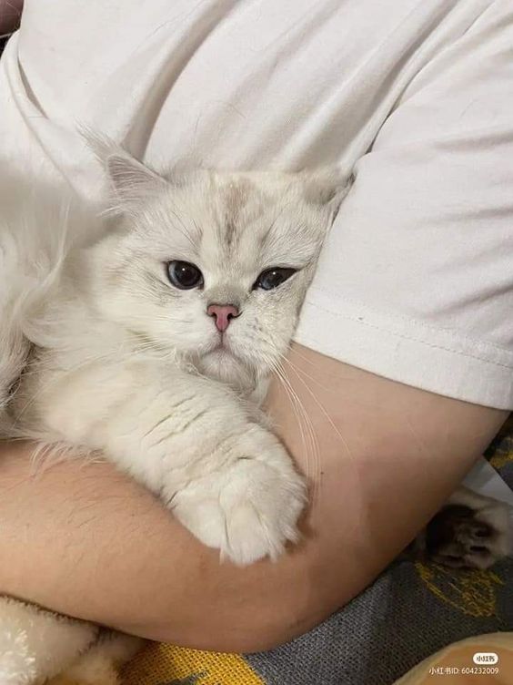 small kittens are cute (@smallcutekitten) on Twitter photo 