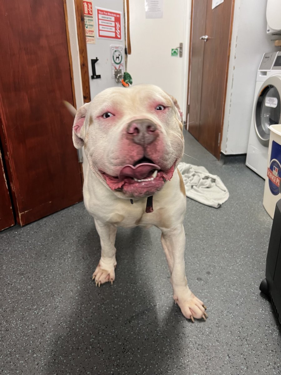 Lost - Please can you help reunite this beautiful boy with his owner. He’s very loving and super friendly. He’s microchipped but no information. He is safe and at Medivet- #Kingston but doesn’t want to be here overnight. Please RT/share in your network🙏🏻 someone is missing him 🥲