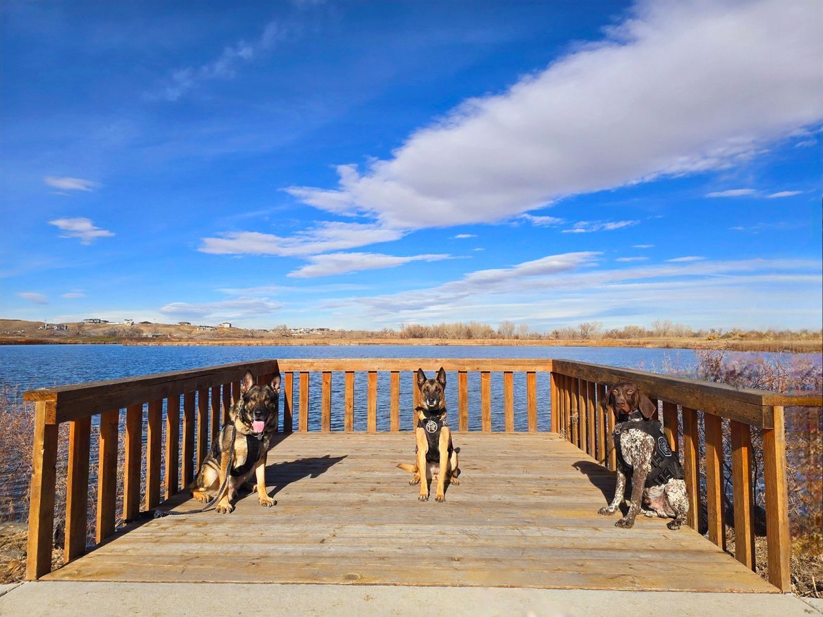 DenverSheriff's tweet image. It was a nice day for a walk, so BOLO, Koda, and Gunner took advantage. Enjoy your #SaturdaySparkOfJoy! #DSDEst1902 #WorkingDogsOfTwitter