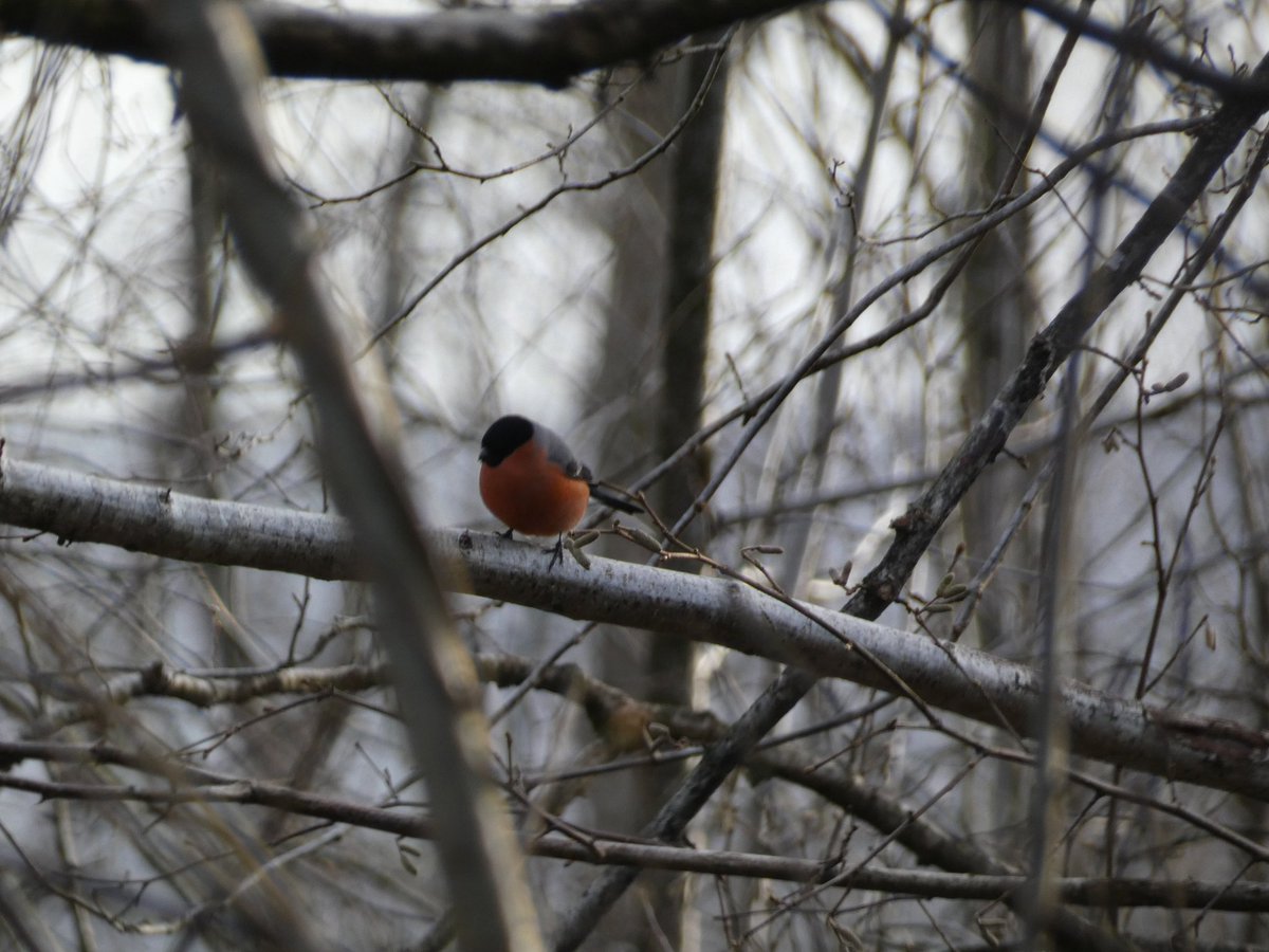 Well, didn't make it to the place I intended to see the bird I hoped, but ended up somewhere else seeing another lovely bird that I rarely see. Think thats life 😁🤷😅 #BirdsSeenIn2025 #bullfinch