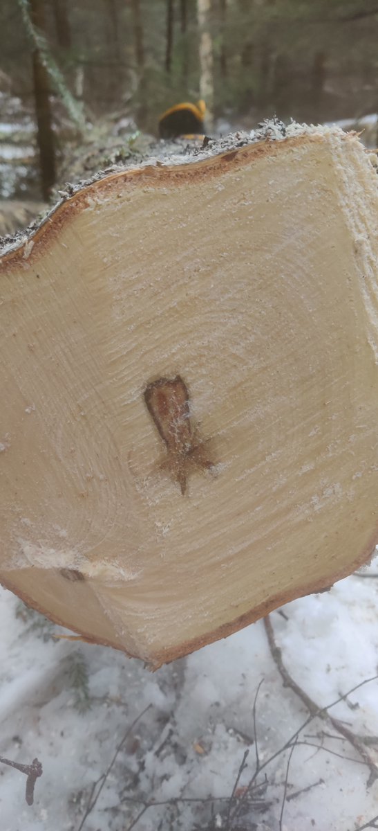 Keväällä 2019 porasin pakuriymppejä koivuihin, joiden piti tuottaa satoa 5-10 vuoden jälkeen. Tässä lopputulos viiden vuoden jälkeen - rungon lahoaminen on alkanut mutta ei muuta.
Metsänomistajalle ei ole tarjolla nopeita ratkaisuja rikastumiseen...