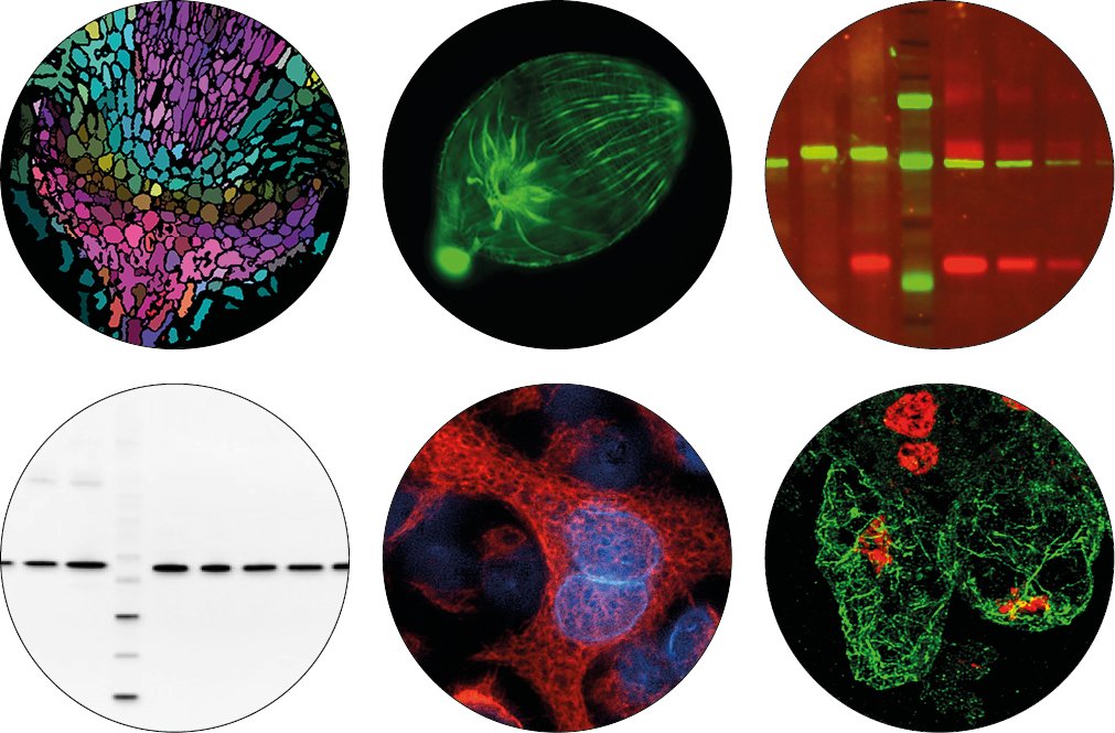 Agrisera offers over 100 antigen-purified antibodies for free, in return for experimental results 🧪🧪🧪

Antibodies available to proteins involved in e.g. developmental biology &amp; environmental stress.

Check out the complete antibody list, and apply here: eu1.hubs.ly/H0f_TBQ0